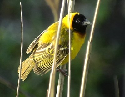 Black-headed Weaver (Yellow-backed Weaver) Ploceus melanocephalus