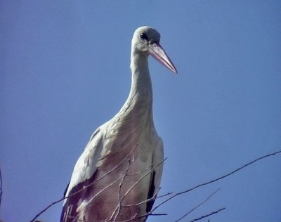 Vit stork White Stork Ciconia ciconia