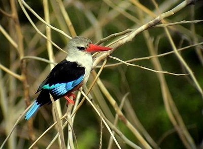 Grhuvad kungsfiskare  Grey-headed Kingfisher Halcyon leucocephala -