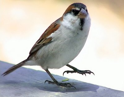 Kapverdesparv Iago Sparrow Passer iagoensis