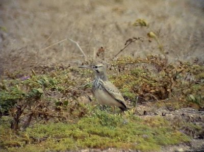 Hrfgellrka Hoopoe Lark Alaemon alaudipes (boavistae)