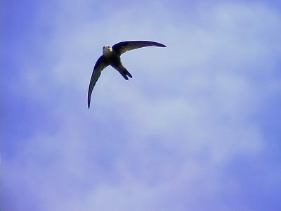 Kapverdeseglare Cape Verde Swift Apus alexandri