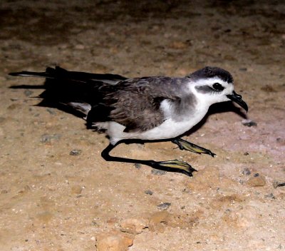 Birdtrip to Cape Verde 6 -16 April 2009(Videograbs)