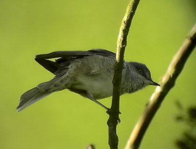 Hksngare Barred Warbler Sylvia nisora