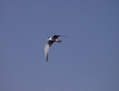 Iltrna  Lesser Crested Tern Sterna bengalensis