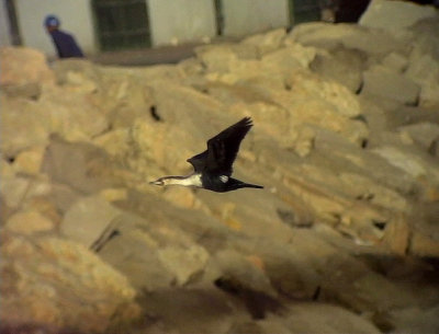 Storskarv Great Cormorant Phalacrocorax carbo