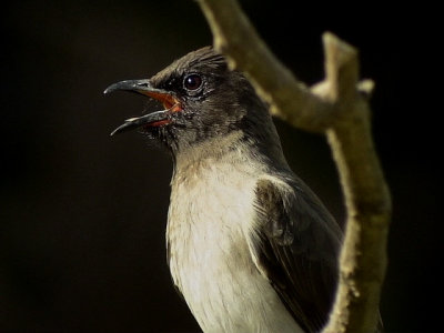 Trdgrdbulbyl  Common Bulbul  Pycnonotus barbatus