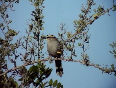 Svartkronad tchagra Black-crowned Tchagra Tchagra senegalus cucullatus