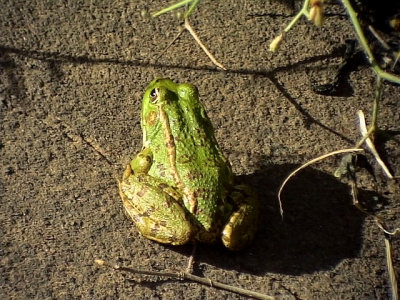 Frog sp.