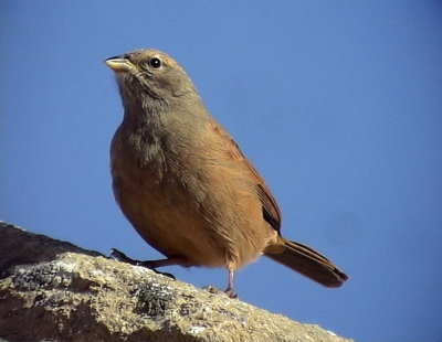 Hussparv House Bunting Emberiza sahari