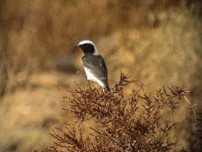 Sorgstenskvtta Mourning Wheatear Oenanthe lugens halophila