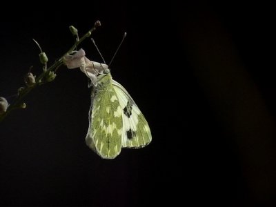 Grnflckig vitfjril Bath White Pontia daplidice