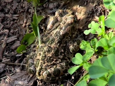 Grnflckig padda Green Toad Bufo viridis