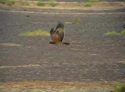 Hkrn Bonelli's Eagle Aquila fasciata