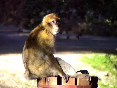 Berbermakak Barbary ape Macaca sylvana 