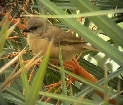 Saharaskriktrast Fulvous Babbler Turdoides fulvus