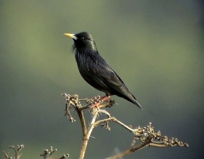 Svart stare Spotless Starling Sturnus unicolor  