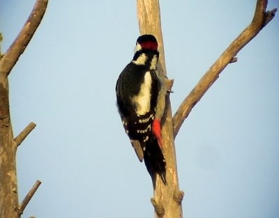 Strre hackspett Great Spotted Woodpecker Dendrocopos major mauritanus