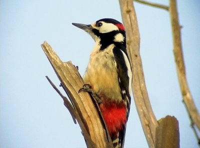 Strre hackspett Great Spotted Woodpecker Dendrocopos major (mauritanus)
