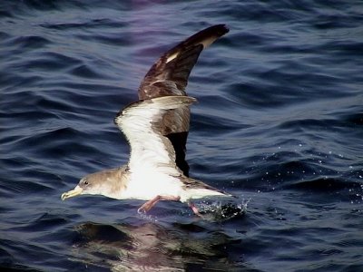 Gulnbbad lira Calonectris diomedea Cory's Shearwater