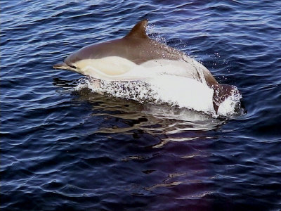 Springare Common Dolphin Delphinus delphis