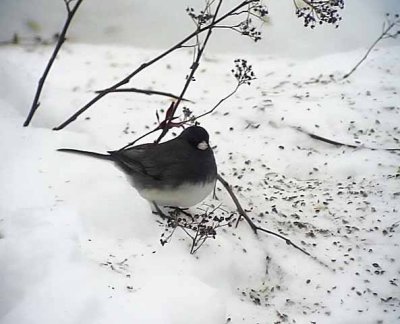 Birdtrip to Norway 6 Jan 2010(Videograbs)