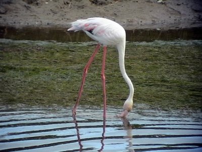 Strre flamingoGreater FlamingoPhoenicopterus roseus