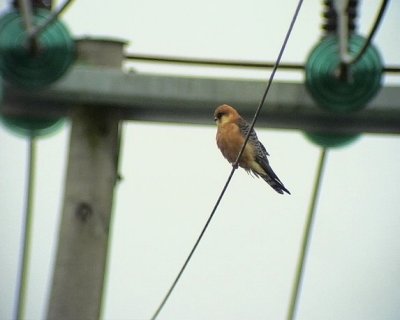 Aftonfalk Red-footed Falcon Falco vespertinus