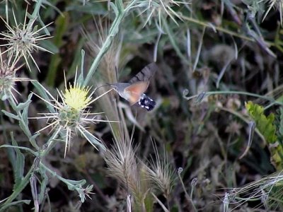 Strrer dagsvrmare Macroglossum stellatarum