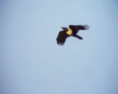 Svartvit krka Pied Crow Corvus albus