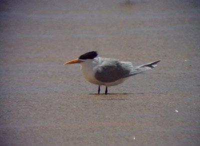 Iltrna<br> Lesser Crested Tern<br> Sterna bengalensis