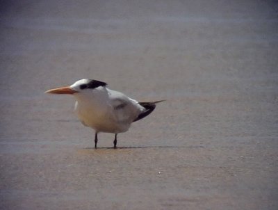 Kungstrna Royal Tern Thalasseus maximus