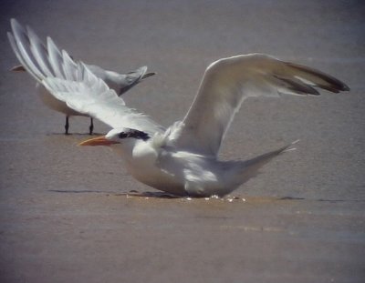 Kungstrna Royal Tern Thalasseus maximus