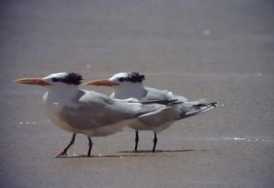 Kungstrna Royal Tern Thalasseus maximus