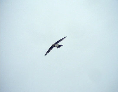 Alpseglare Apus melba Alpine Swift