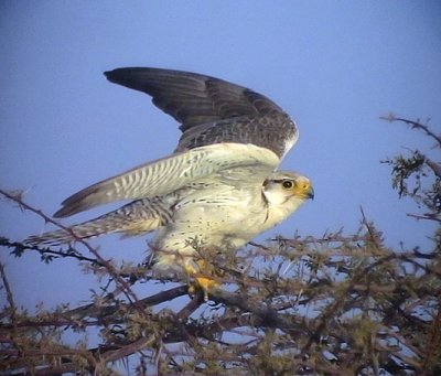 Slagfalk Lanner Falcon Falco biarmicus erlangeri 