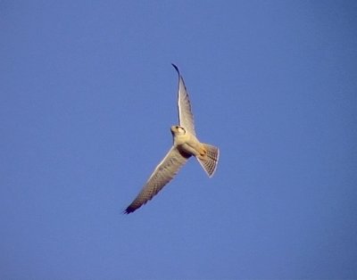 Slagfalk<br> Lanner Falcon<br> Falco biarmicus erlangeri 