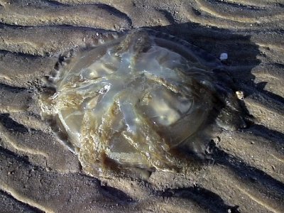 Jellyfish