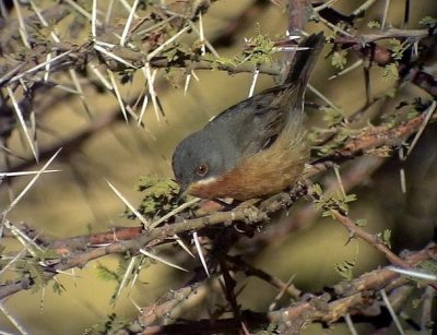 Rostsngare  Western Subalpine Warbler  Sylvia inornata