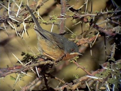 Rostsngare  Western Subalpine Warbler  Sylvia inornata