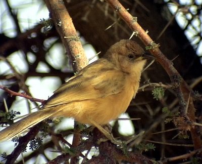 Saharaskriktrast Fulvous Babbler Turdoides fulvus