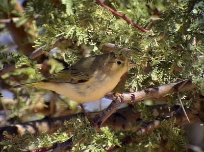 Bergngare Western Bonelli's Warbler Phylloscopus bonelli 