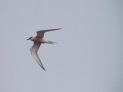 Fisktrna Common Tern Sterna hirundica