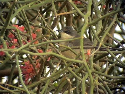 Herdesngare Western Orphean Warbler Sylvia hortensis