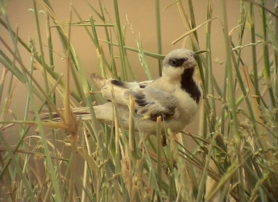 kensparv Desert Sparrow Passer simplex