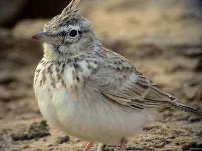 Lagerlrka Thekla Lark Galerida theklae