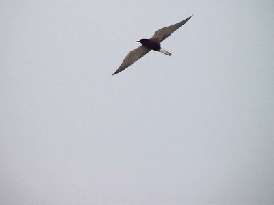 Svarttrna Black Tern Chlidonias niger