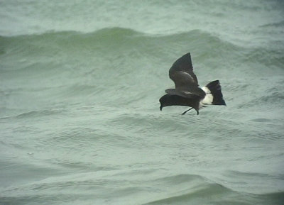 Stormsvala<br> European Storm Petrel<br> Hydrobates pelagicus 