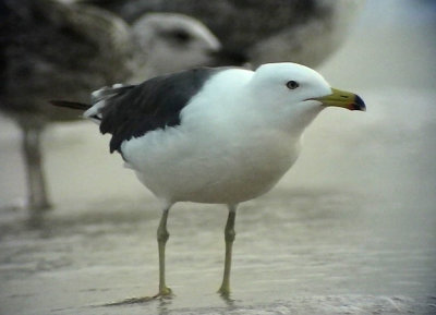 Silltrut Lesser-backed Gull Larus fuscus graellsii/intermedius