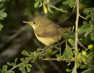 Macciasngare Macciasngare Western Olivaceous Warbler Hippolais opaca